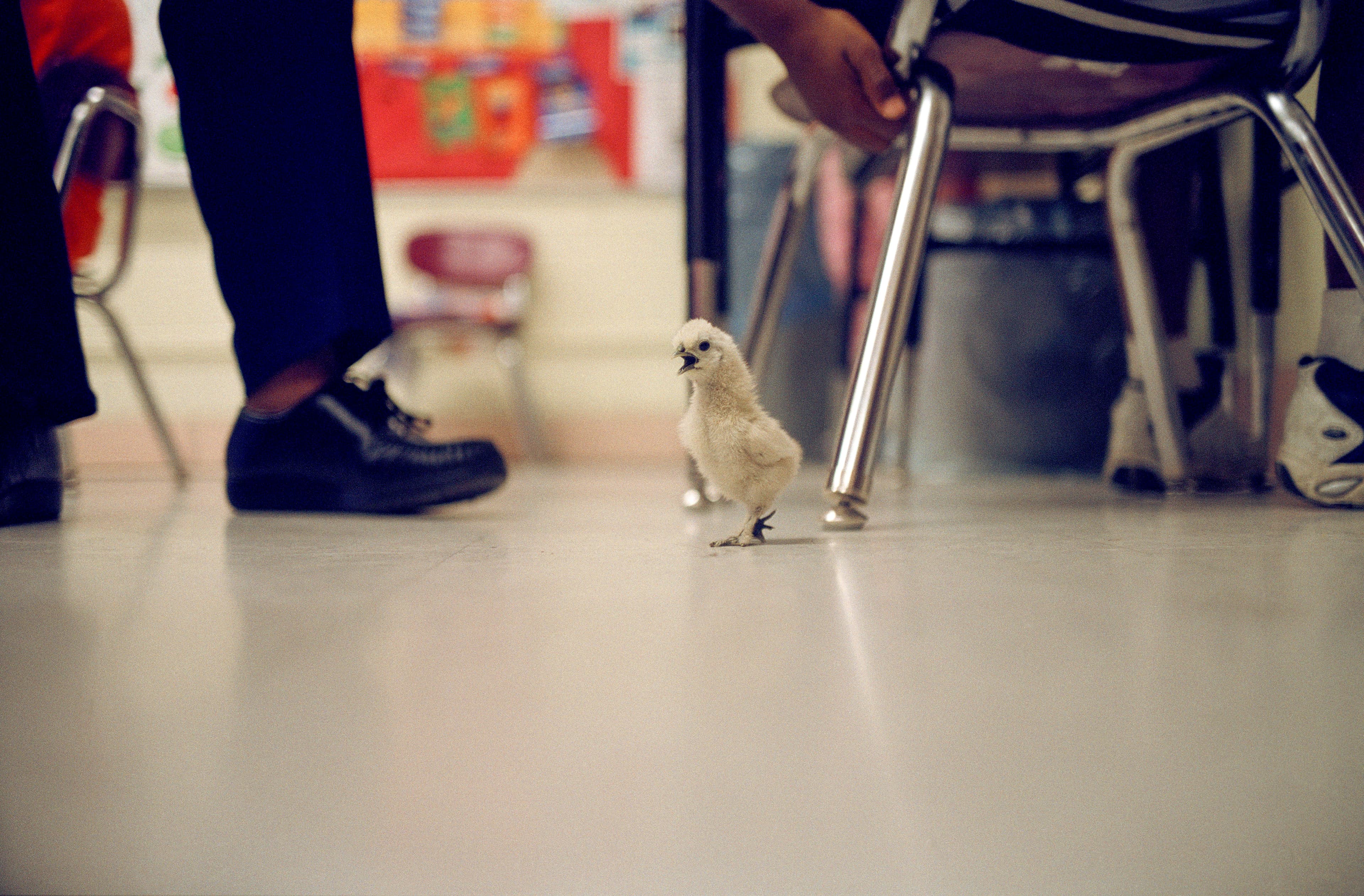 Voices in the Hall